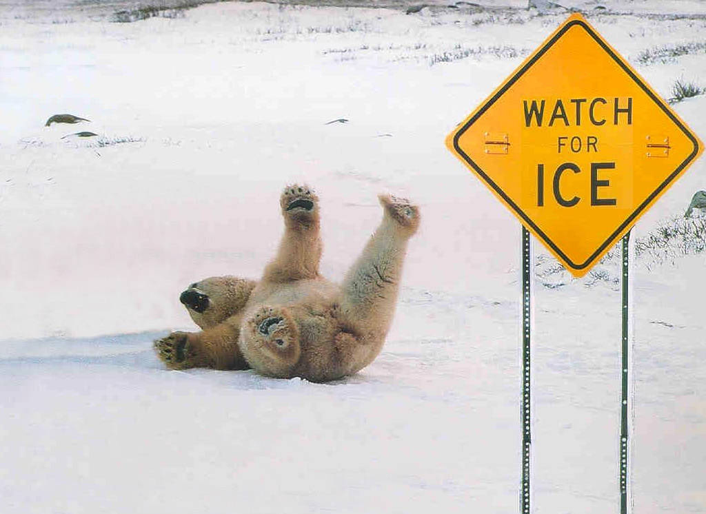Polar Bear Falling