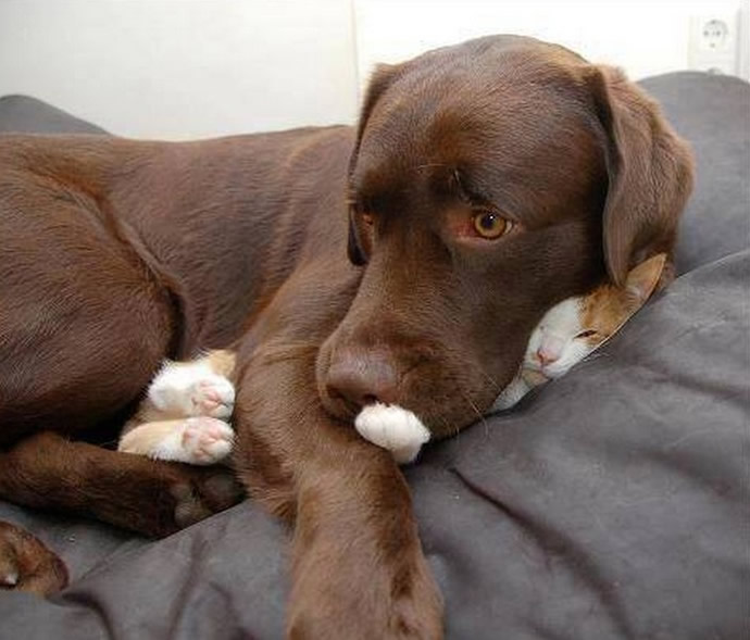 Dog Laying on Cat